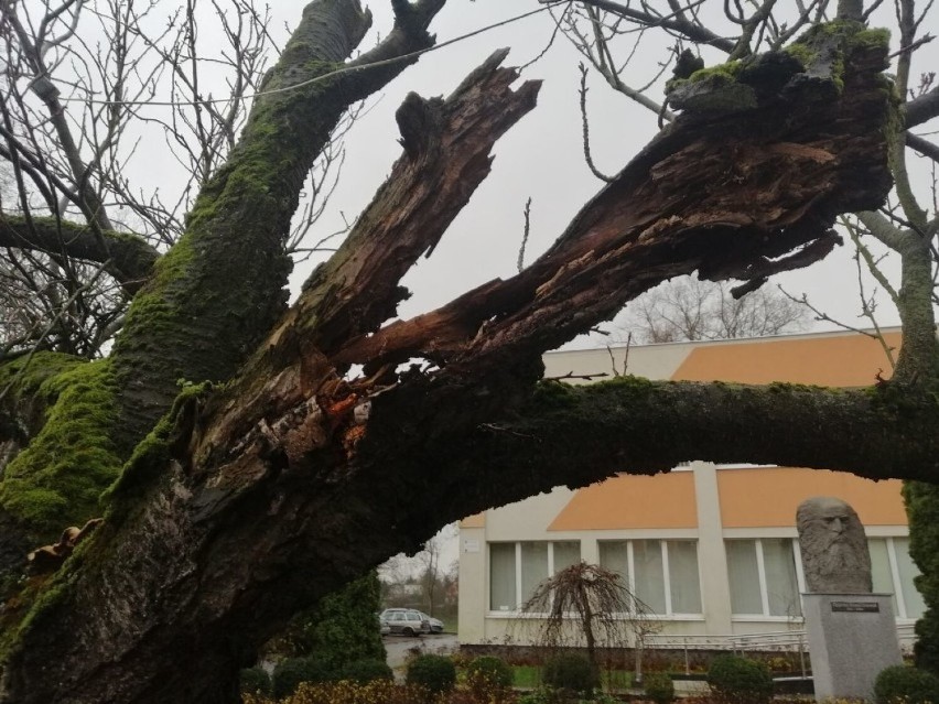 Wycinka drzew w centrum Goleniowa. Zniknęły wiśnie japońskie