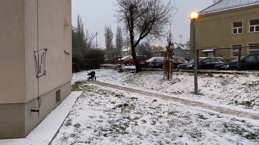 W grudniu przy blokach pojawiły się nowe nasadzenia.