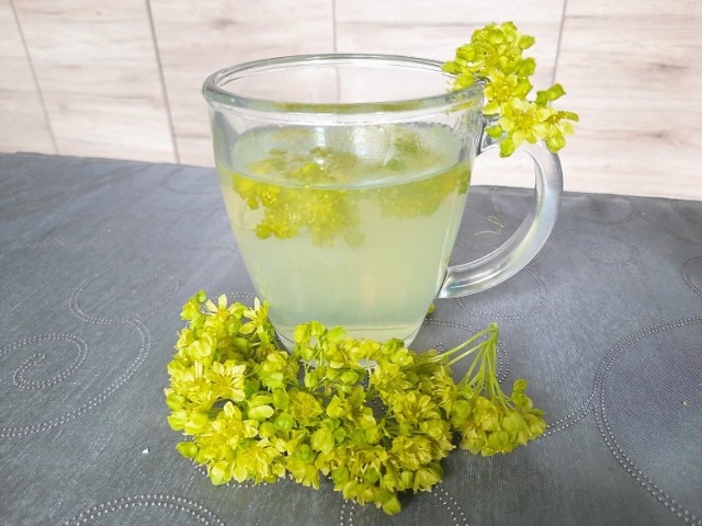 Klon kwitnie w kwietniu i maju warto więc wykorzystać jego jadalne kwiaty. Przygotuj z nich delikatną herbatkę, która pomoże wyleczyć przeziębienie i oczyści organizm z toksyn.
