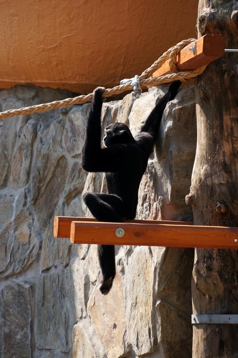 Wrocławskie zoo ma nowych mieszkańców - to gibony