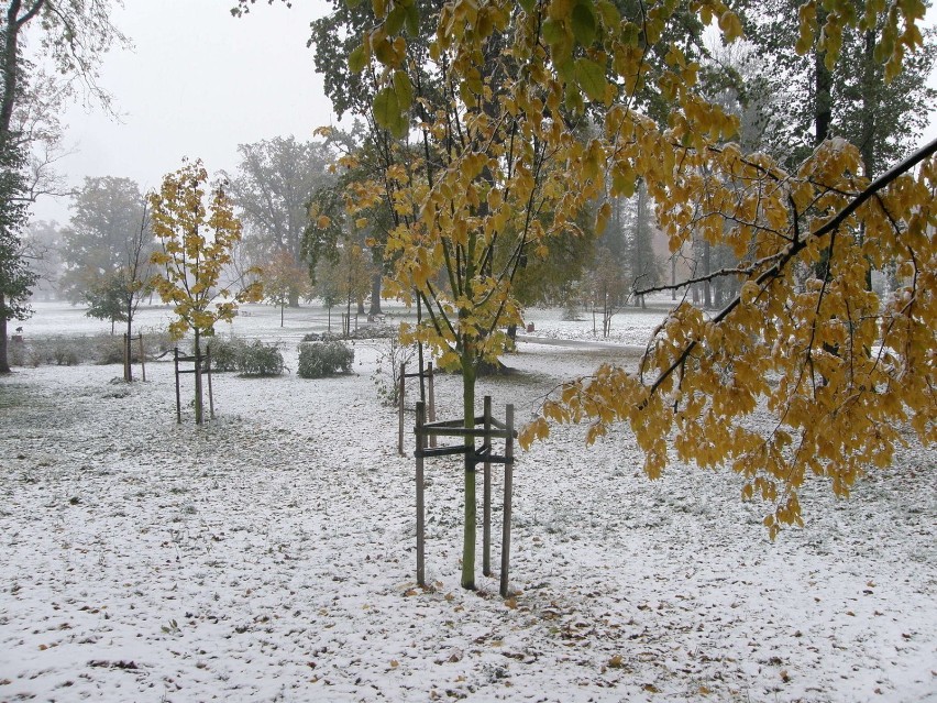 Pierwszy śnieg. Fot. Mariusz Witkowski