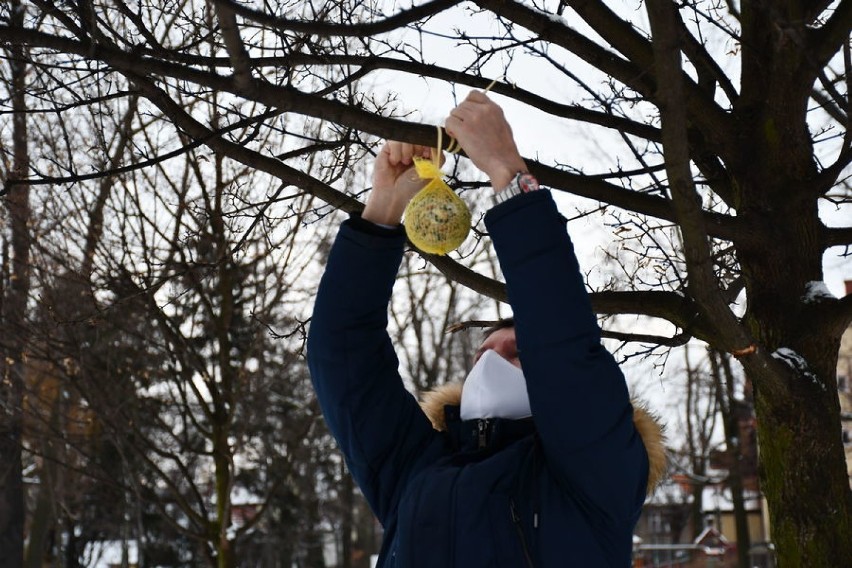 Świebodzice. Trwa zimowa akcja karmienia ptaków. Smaczne kule już wiszą na drzewach 