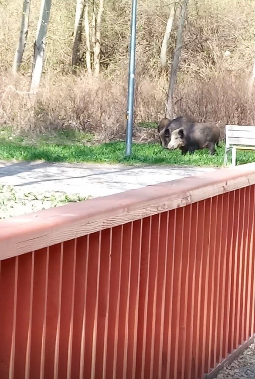 Dziki w Dolinie Gęśnika w Zielonej Górze.