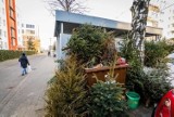 W Brzezinach rusza poświąteczna zbiórka choinek. Będzie można bezpłatnie pozbyć się drzewka