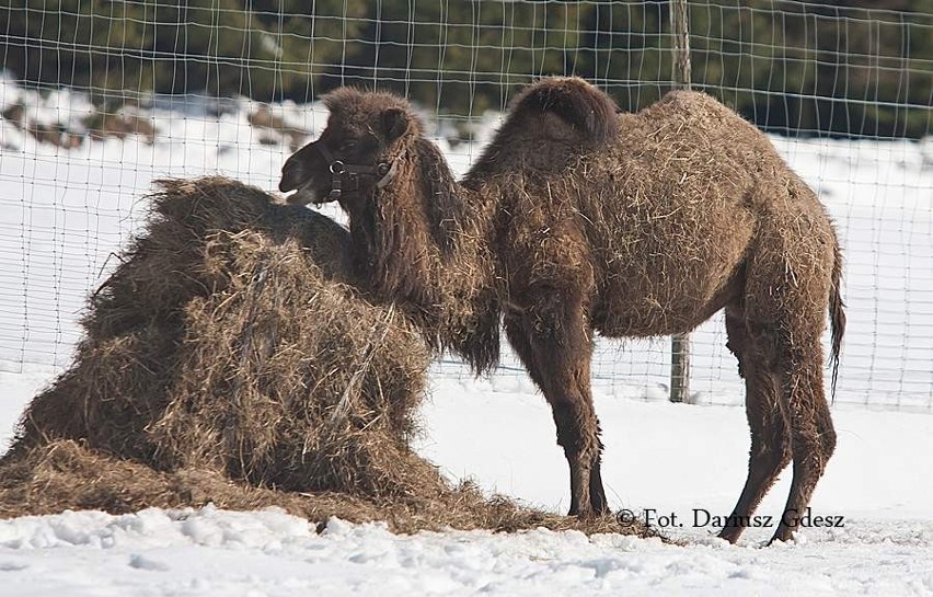 Lew największą atrakcją zoo koło Wałbrzycha