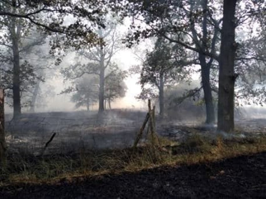 Wielki pożar pól koło Droglowic. Ogień strawił 30 hektarów zbóż na pniu, kombajn i zajął las