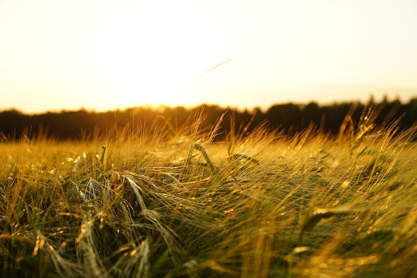 Centralne Targi Rolnicze Agro Premiery & Show 2019. Strefy tematyczne, kiedy, gdzie największa wystawa rolnicza w Polsce