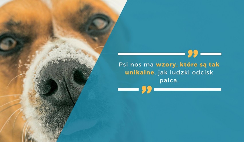 Psi nos ma wzory, które są tak unikalne, jak ludzki odcisk...