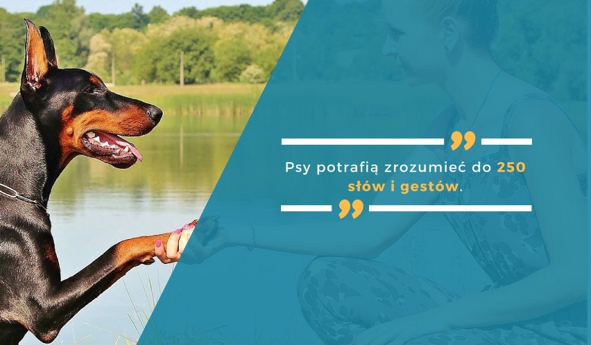 Psy potrafią zrozumieć do 250 słów i gestów.