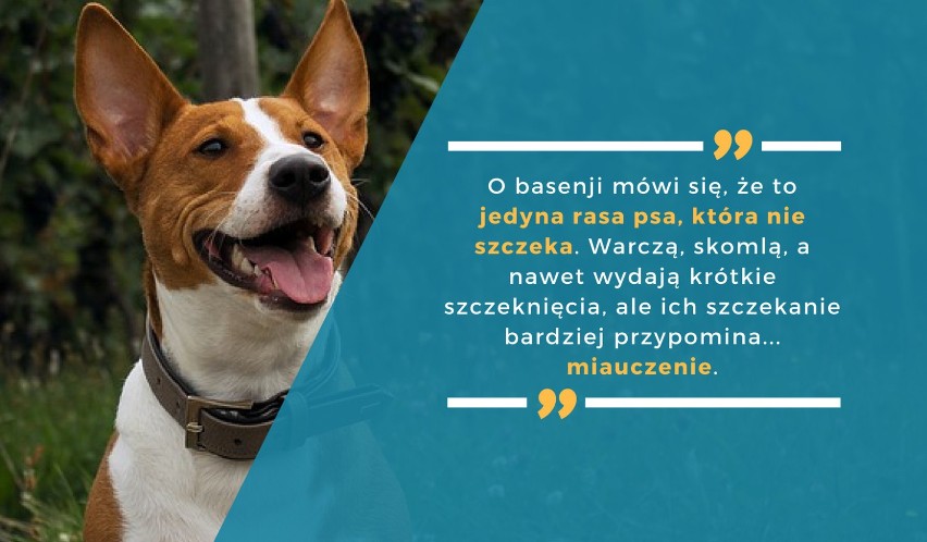 O basenji mówi się, że to jedyna rasa psa, która nie...