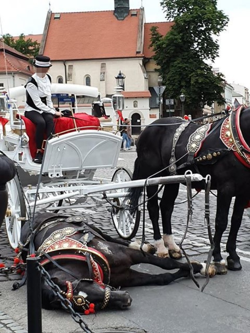 Kraków. Koń ciągnący dorożkę przewrócił się na ul. Grodzkiej. Sprawę wyjaśnia policja [ZDJĘCIA]