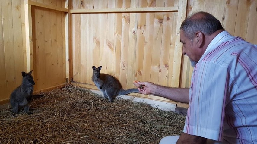 Dwa kangury pojawiły się w... żywieckim Mini Zoo [ZDJĘCIA]