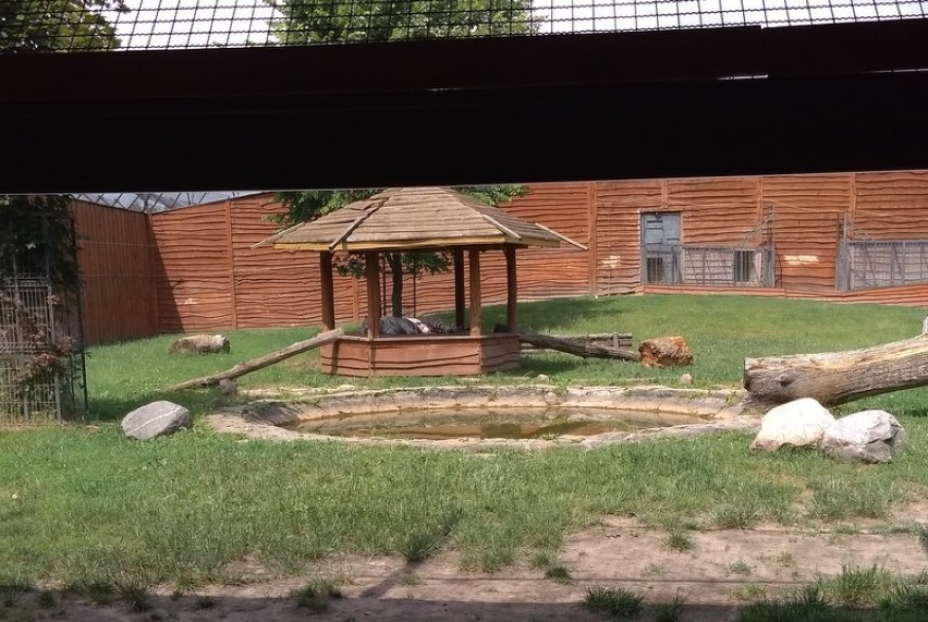 Zoo w Borysewie oczami przedszkolaków z Kliczkowa Wielkiego[GALERIA]
