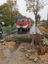 Powiat bełchatowski: Wiatr zrywał dachy i łamał drzewa