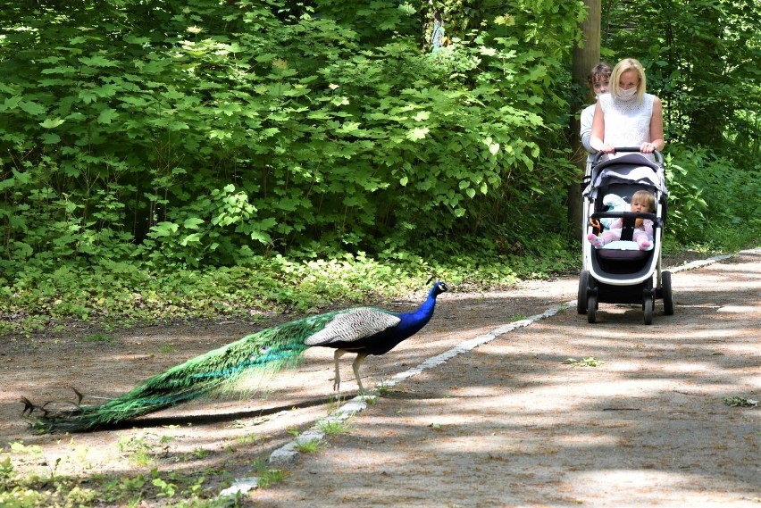 Zoo w Opolu wznowiło działalność 19 maja. Zwierzęta na nowo...