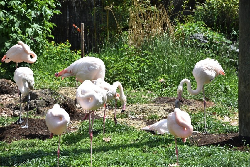 Zoo w Opolu wznowiło działalność 19 maja. Zwierzęta na nowo...