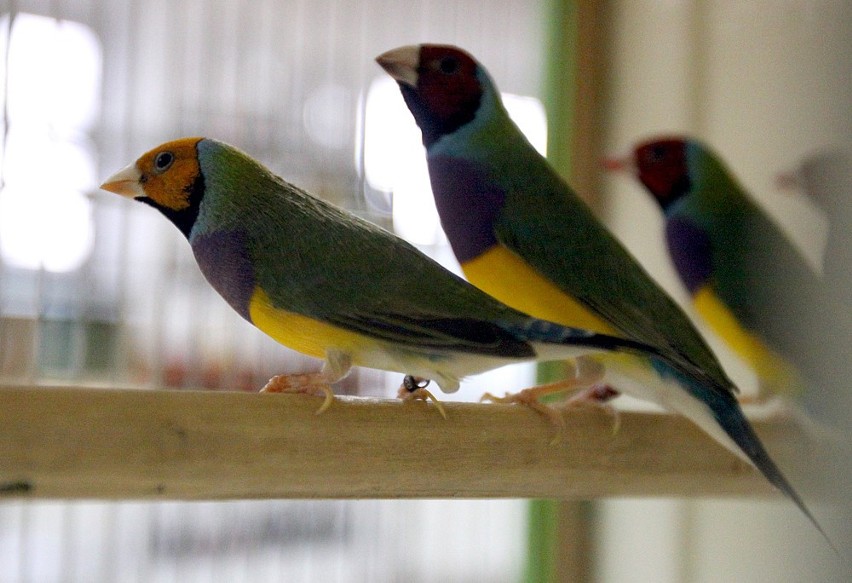 Wystawa kanarków i ptaków ozdobnych w ŁDK