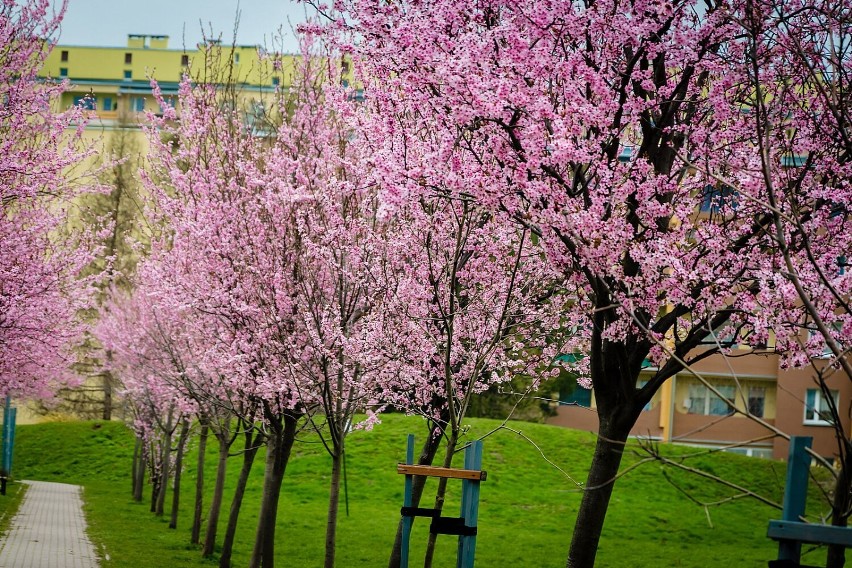 Wałbrzych: Alejka kwitnących wiśni na Podzamczu (ZDJĘCIA)