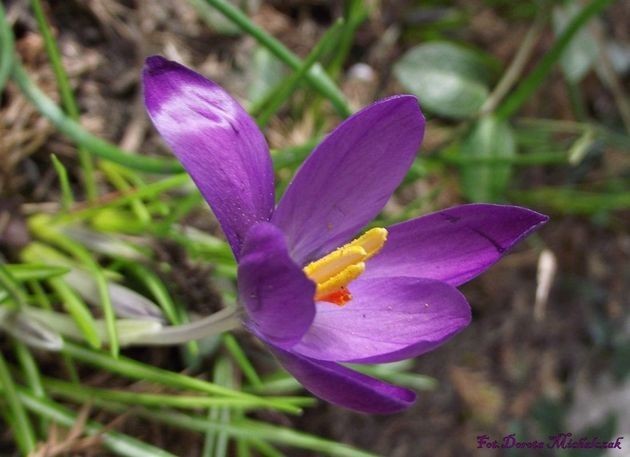 Pierwszy krokus