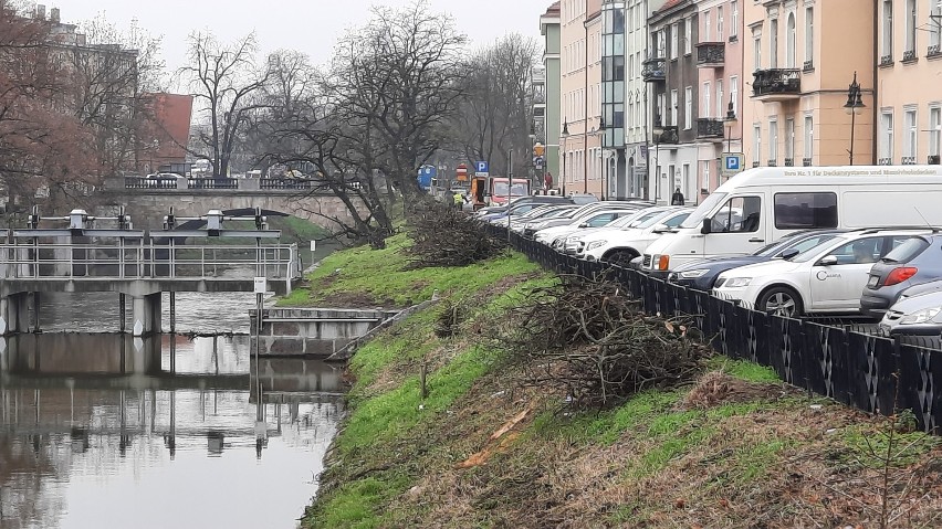 Wycinka drzew na ulicy Kazimierzowskiej w Kaliszu. Tak...