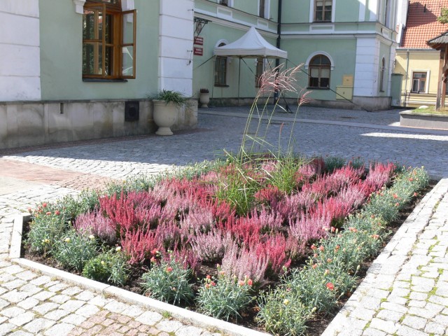 Piękne wrzosy cieszą oczy na rabatach przy  Urzędzie Miasta.