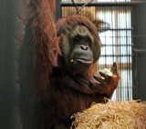 Święto Orangutanów w gdańskim ZOO. Brunch z małpami, wystawa dzieł Rai i figle z Albertem. Oliwski ogród zoologiczny zaprasza 14.07.2018 