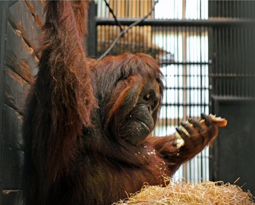 Orangutan Albert czeka na gości w gdańskim ZOO w niedzielę...