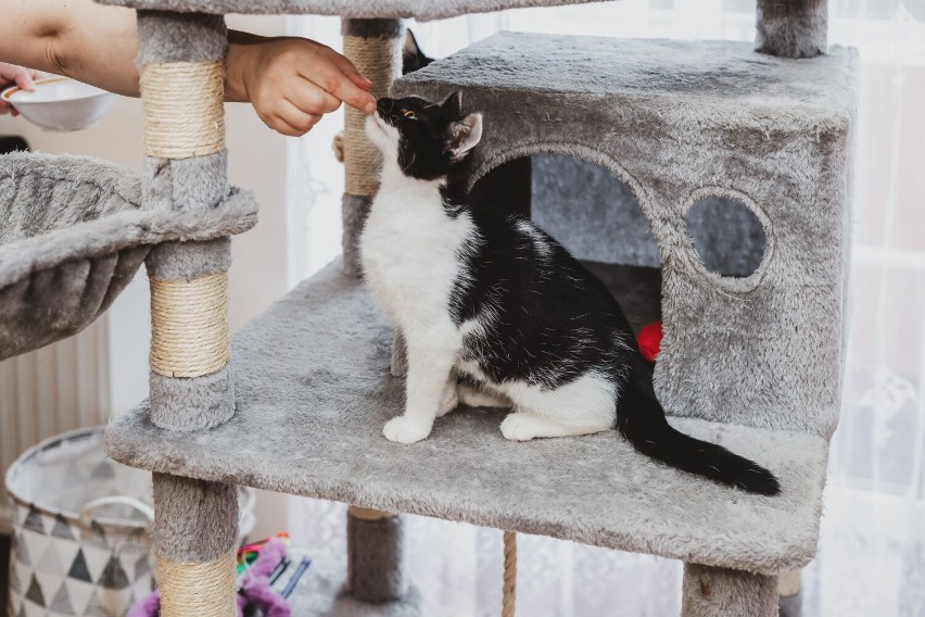 Gaja i Reja czekają na kochający właścicieli. Pomóż znaleźć kociakom z Jeleniej Góry nowy dom
