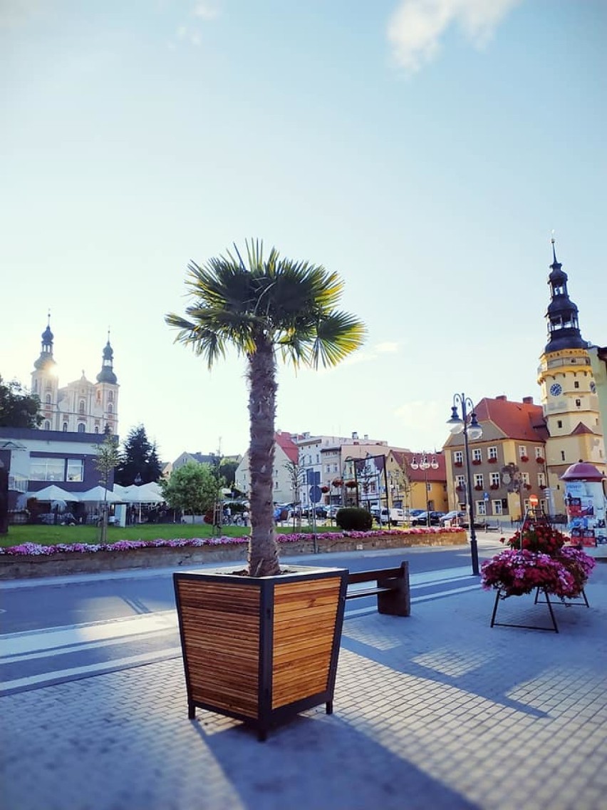 W Otmuchowie na rynku palmy już stoją.