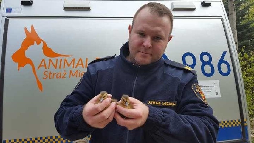 Łódzki Animal Patrol uratował 7 małych kaczek [ZDJĘCIA]