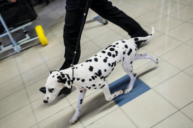 Choć trend na miejsca dog friendly w ostatnich latach zaczął być co raz bardziej powszechny, w Warszawie wciąż nie mamy zbyt wielu miejsc, w których właściciele zwierząt mogliby zrobić zakupy w towarzystwie swoich pupili. Tym bardziej, jeśli pod lupę weźmiemy duże galerie handlowe. Jak się okazuje, Galeria Północna wyciągnęła przyjazną dłoń do opiekunów czworonogów. Szczegóły w artykule poniżej.