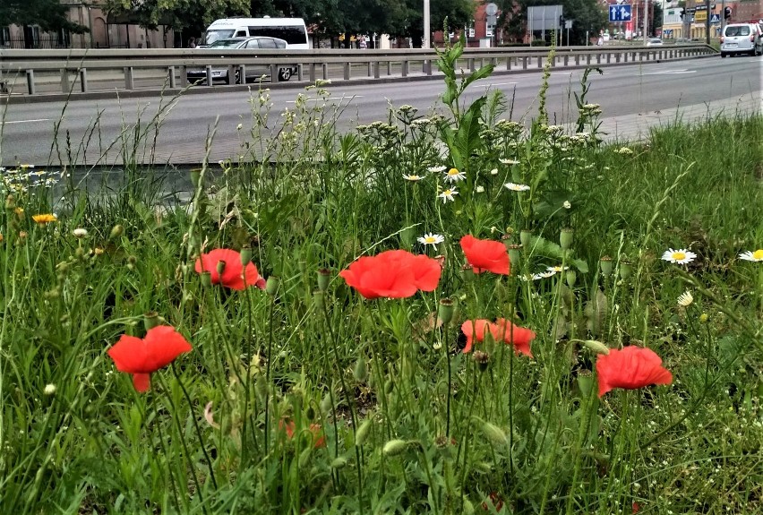 Malbork. Łąk kwietnych w mieście na razie nie będzie. "Wyciął" je koronawirus