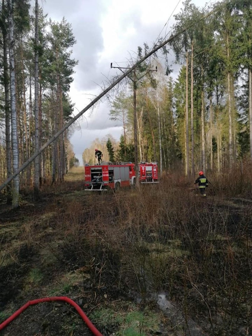 Pożar poszycia leśnego w gminie Rzeczenica