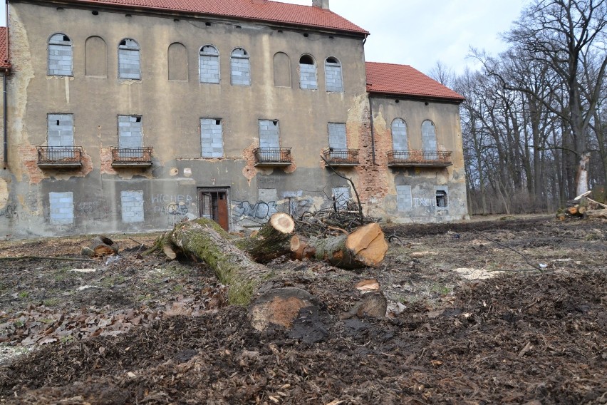 Stare drzewa i samosiejki znikają z parku w Baranowicach. Co dalej? [ZDJĘCIA]