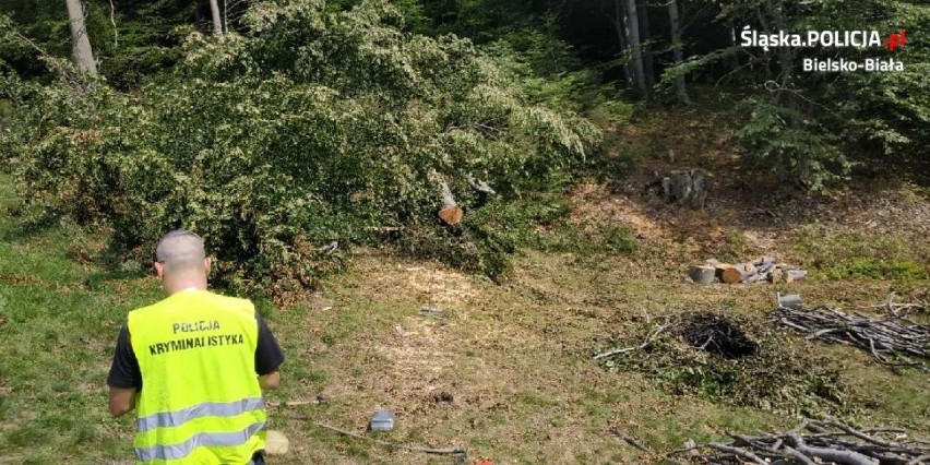 Szczyrk: 69-latek ukradł z lasu prawie 30 drzew. Został złapany na gorącym uczynku