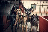 Psy ze schroniska dla zwierząt w Skierniewicach czekają na dom