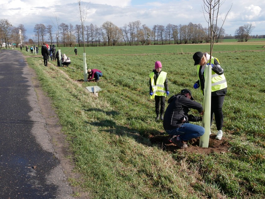 Posadzili 150 drzew z okazji 150-lecia Banku Spółdzielczego w Grodzisku Wielkopolskim