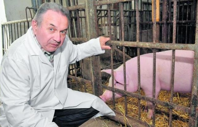 Profesor Zdzisław Smorąg zajmuje się badaniami nad świnią transgeniczną