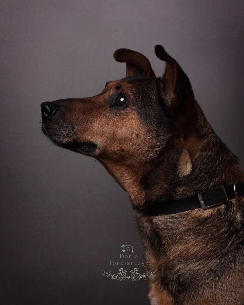 Psy z kaliskiego schroniska dla bezdomnych zwierząt w kadrze profesjonalnych fotografów. ZDJĘCIA