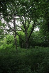 Gmina Pruszcz Gdański: Już w przyszłym roku park w Będzieszynie odzyska blask sprzed wojny