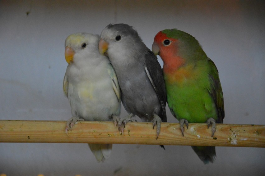 Kanarki, papugi i inne egzotyczne ptaki na wystawie w Oświęcimiu
