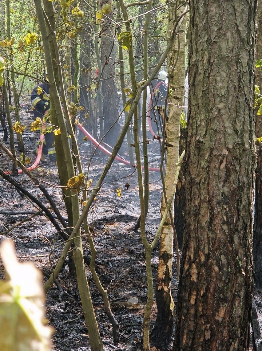 Gmina Powidz: Palił się las w Wylatkowie. Na miejscu działał także samolot gaśniczy