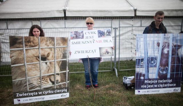 Radni przeciwko cyrkom ze zwierzętami w Łodzi