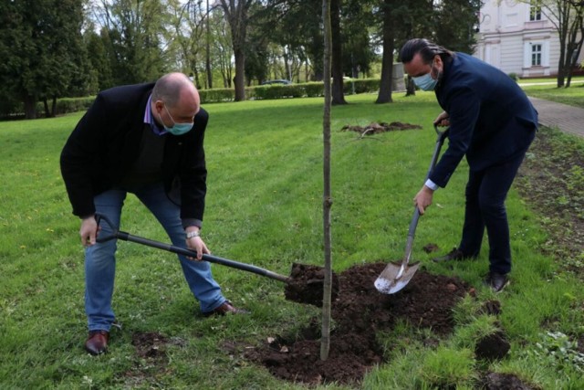 Pierwsze drzewa, dęby, w Alei Zasłużonych posadzili rektor uczelni prof. PWSW dr Paweł Trefler oraz kanclerz Tomasz J. Filozof.