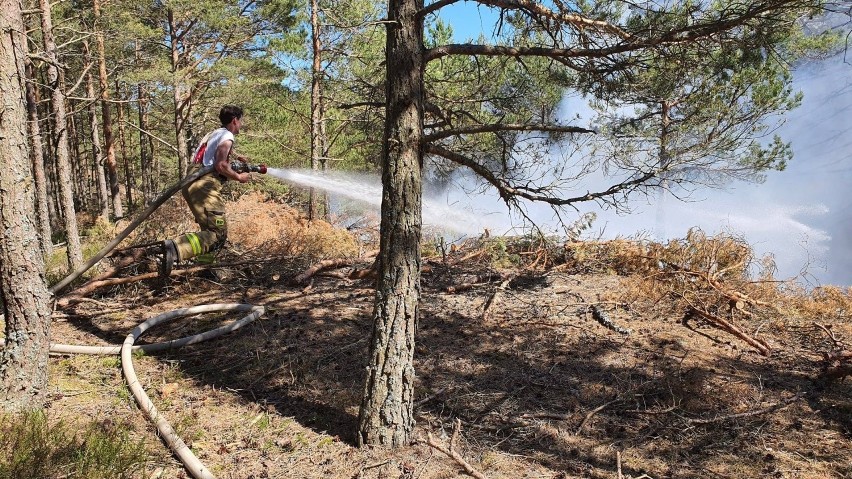 W czwartek w Nadleśnictwie Choczewo spłonęło 20 arów terenów...