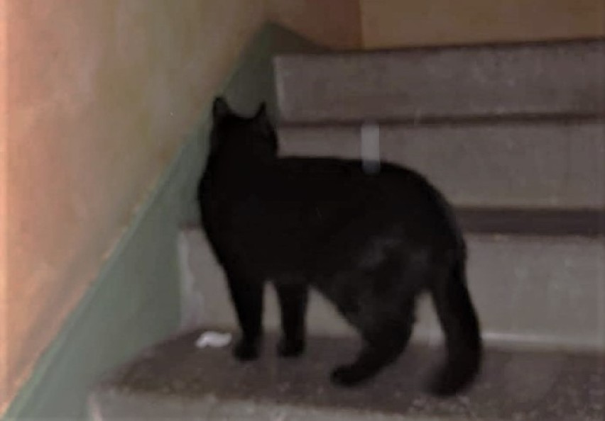 W Złotowie znaleziono czarną kotkę. Kto na nią czeka?