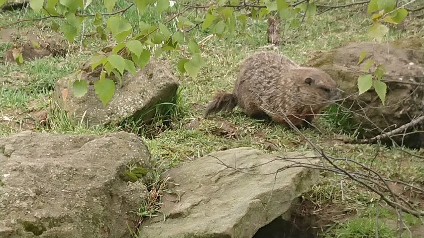 Świstaki amerykańskie prezentują się okazale.