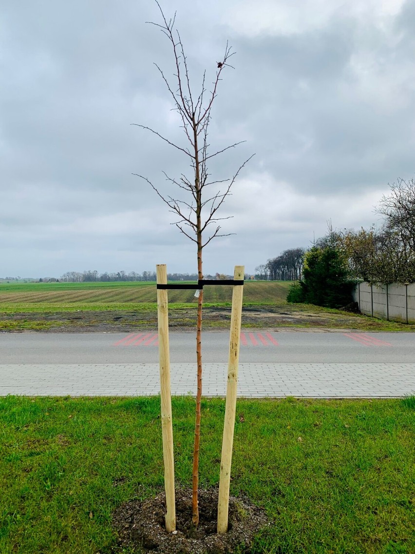 Posadzono nowe drzewa w Damasławku. To kolejne nasadzenia w gminie