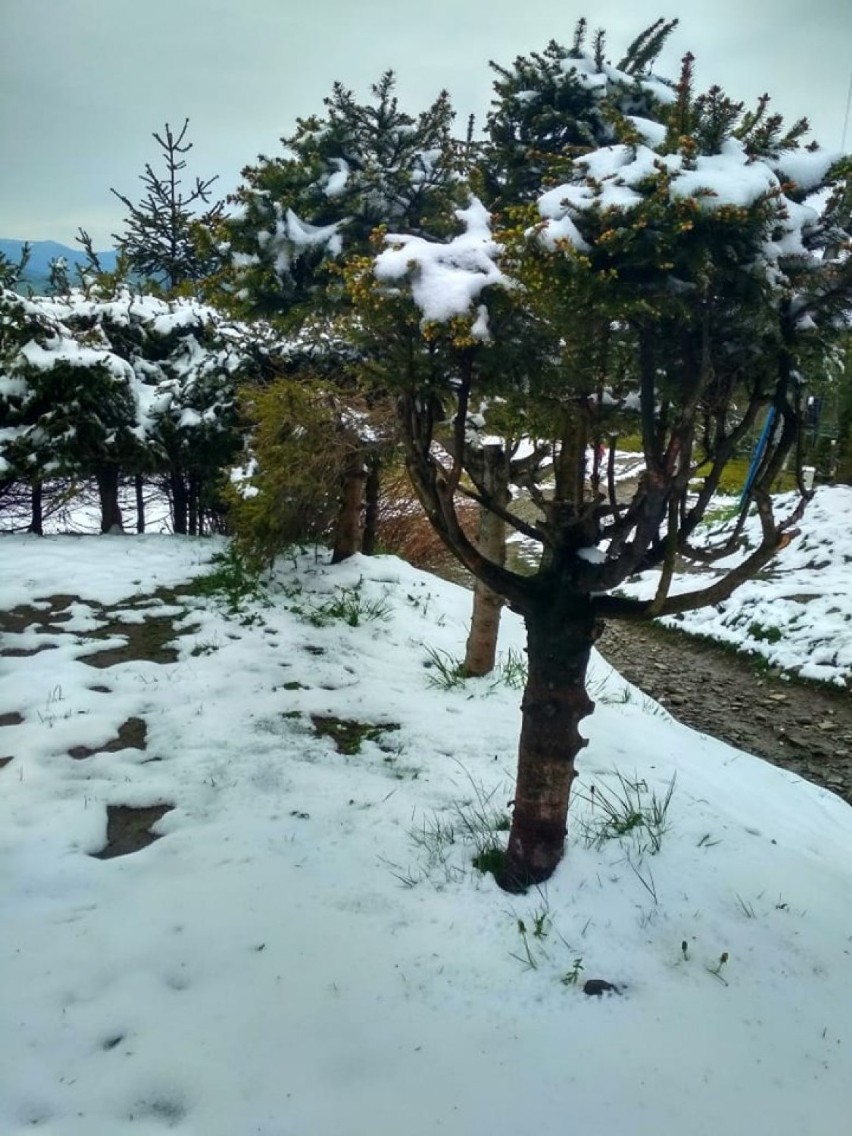 Śnieg w górach nadal trzyma. Niestety, to nie koniec przymrozków