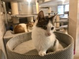 Odwiedziliśmy NAJSŁODSZE miejsce w Cieszynie! Kociaki z Cieszyńskiego Zwierzogrodu czekają na adopcję - zobacz zdjęcia